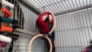 Jako papoušek pomohl vystavit přítelkyni zloděje